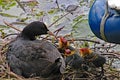 Mother coot feeds her young who have just hatched from their eggs Royalty Free Stock Photo