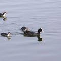 Mother coot with her babies Royalty Free Stock Photo