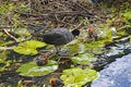 Mother coot walks on some lily pads with her young who have just hatched from their eggs Royalty Free Stock Photo