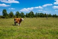 Mother Cow and Calf in countryside farm; blue cloudy sky in the background Royalty Free Stock Photo