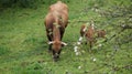 Mother cow and calf grazing in a green field Royalty Free Stock Photo