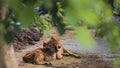 A mother cow and a calf resting together in village for eid-al-adha or bakrid. The love and bonding of mother and baby is shown as Royalty Free Stock Photo