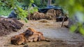 A mother cow and a calf resting together in village for eid-al-adha or bakrid. The love and bonding of mother and baby is shown as Royalty Free Stock Photo