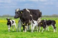 Mother cow with calves in european pasture