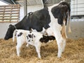 Mother cow and drinking newborn black and white calf in straw inside barn of dutch farm