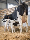 Mother cow and drinking newborn black and white calf in straw inside barn of dutch farm Royalty Free Stock Photo