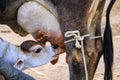 Mother cow and drinking newborn white calf in farm,Indian cow cattle drink milk from mother cow, newborn cattle drinking milk, Royalty Free Stock Photo