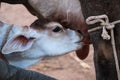 Mother cow and drinking newborn white calf in farm,Indian cow cattle drink milk from mother cow, newborn cattle drinking milk, Royalty Free Stock Photo