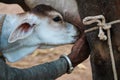 Mother cow and drinking newborn white calf in farm,Indian cow cattle drink milk from mother cow, newborn cattle drinking milk, Royalty Free Stock Photo