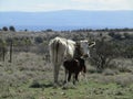 Mother cow feeding calf