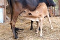 Mother cow feeding calf