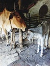 Mother cow giving forehead kiss to her culf Royalty Free Stock Photo