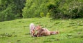 Mother cow and her calf in a field. Royalty Free Stock Photo