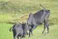 Mother cow and her calf in a lush, green grassy field Royalty Free Stock Photo