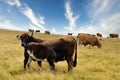 Mother cow with her calf Royalty Free Stock Photo