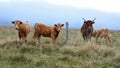 Mother cow with her calf