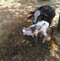 Cow and her new born black and white calf Royalty Free Stock Photo