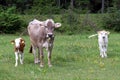 A mother cow and her two calves on a meadow in Austria