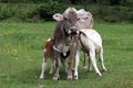 A mother cow lets her two calves drink by the udder