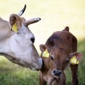 Mother cow licks calf in meadow Royalty Free Stock Photo