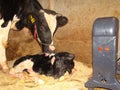 The mother cow licks the newborn calf to clean it. The first moments of birth Royalty Free Stock Photo