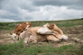 Mother-cow lies in the field next to the calf. Two Belgian cows in a field in rural Moldova. A large cow mother with a Royalty Free Stock Photo