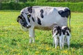 Mother cow looks at drinking twin calves in meadow