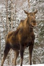 Mother Cow Moose Royalty Free Stock Photo