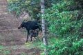 Mother Cow Moose Nursing Baby Calf in the Wild Royalty Free Stock Photo