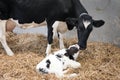 Mother cow and newborn black and white calf in straw inside barn of dutch farm Royalty Free Stock Photo