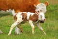 Cow_calf