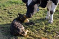 Mother cow with newborn calf in Luxembourg Royalty Free Stock Photo