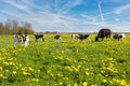 Mother cow with newborn calves in meadow with yellow dandelions Royalty Free Stock Photo