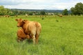 Mother cow suckles her calf Royalty Free Stock Photo