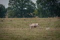 mother cow suckling her bull calf in a meadow Royalty Free Stock Photo