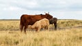 Mother cow suckling her calf