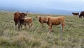 Mother cow with her calf