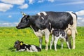 Mother cow with two calves in green meadow