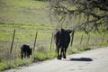 Mother cow walking along the street with her calf.