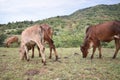 Mother cow with young calf greasing in a field Royalty Free Stock Photo