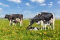 Mother cows with drinking calves in dutch meadow Royalty Free Stock Photo