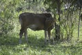 Mother cows : take shelter in the trees, Banjarmasin, Sapi, Cow, Brown, Head, Son, Siang hari di luar rumah