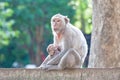 Mother Crab-eating macaque feeding her baby on concrete fence in Royalty Free Stock Photo