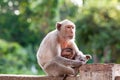 Mother Crab-eating macaque feeding her baby on concrete fence in the park Royalty Free Stock Photo