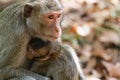 Mother Crab-eating macaque feeding her baby Royalty Free Stock Photo