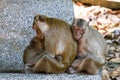 Mother Crab-eating macaque feeding her baby Royalty Free Stock Photo