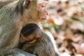 Mother Crab-eating macaque feeding her baby Royalty Free Stock Photo