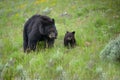 Mother and Cub in a green field Royalty Free Stock Photo