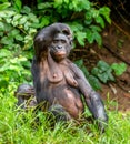 Mother and Cub of Bonobo. Green natural background.