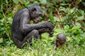 Mother and Cub of Bonobo. Green natural background.